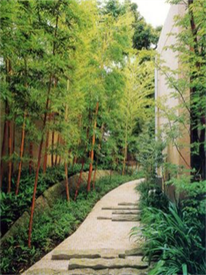 ”竹“与庭院景观的完美结合