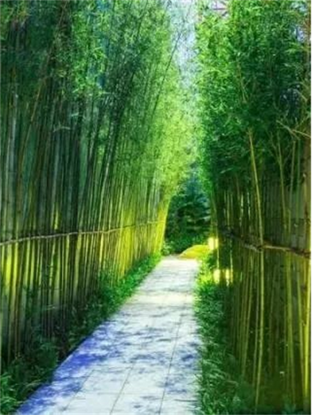 ”竹“与庭院景观的完美结合