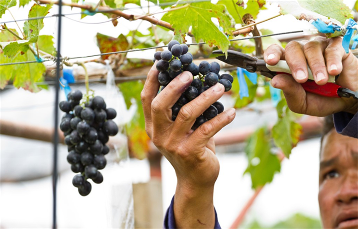 中国葡萄种植产业发展现状