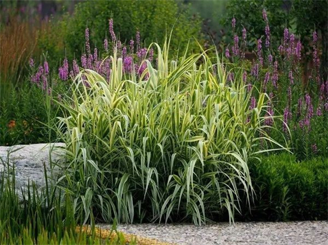 植物造景之——观赏草在景观中运用