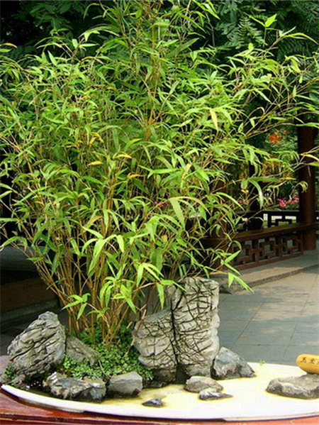 ”竹“与庭院景观的完美结合