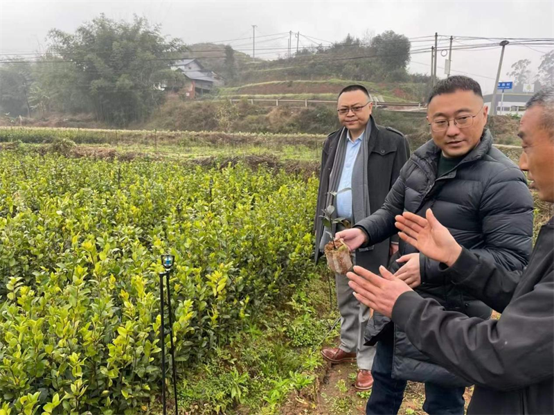 为产业规划提供支撑 千蜀农旅考察油茶产业