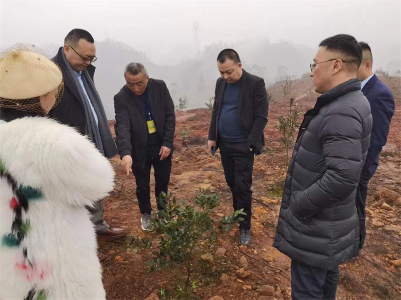 为产业规划提供支撑 千蜀农旅考察油茶产业