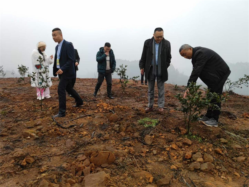 为产业规划提供支撑 千蜀农旅考察油茶产业