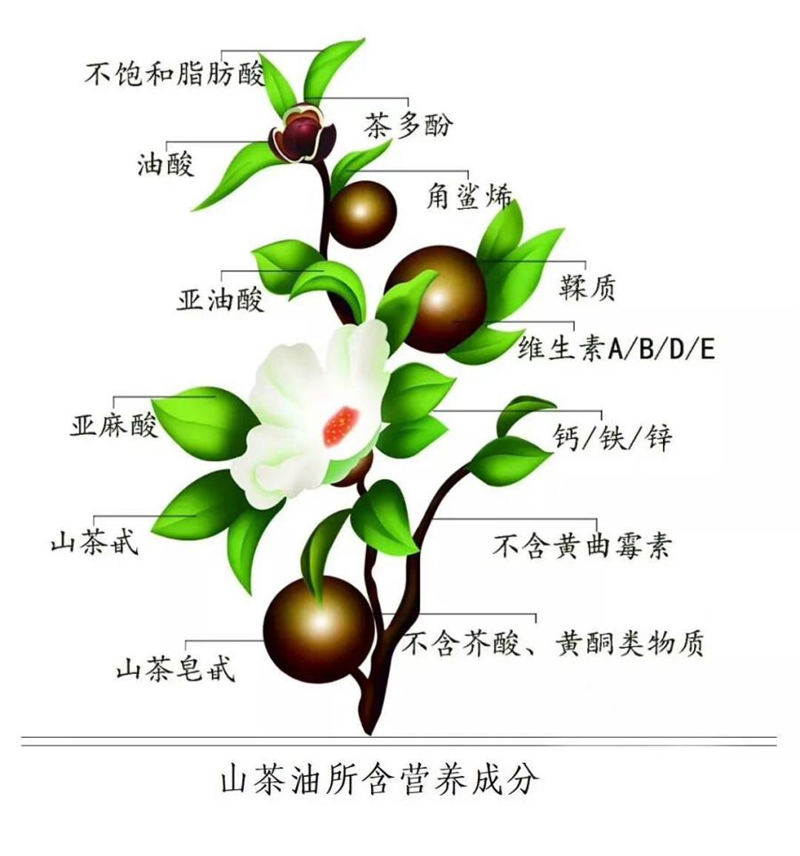 为产业规划提供支撑 千蜀农旅考察油茶产业