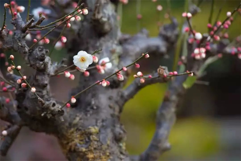 春梅二三事
