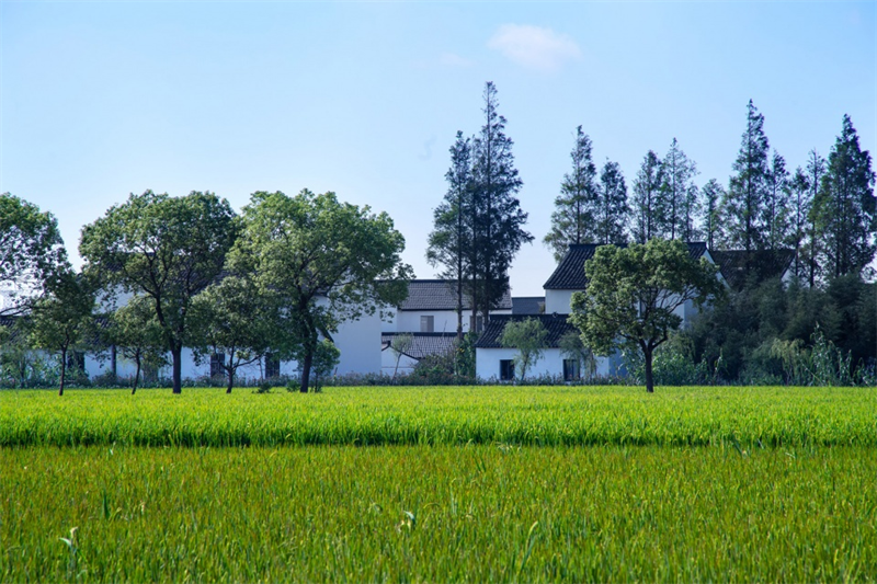 乡村改造——上海奉贤李窑村