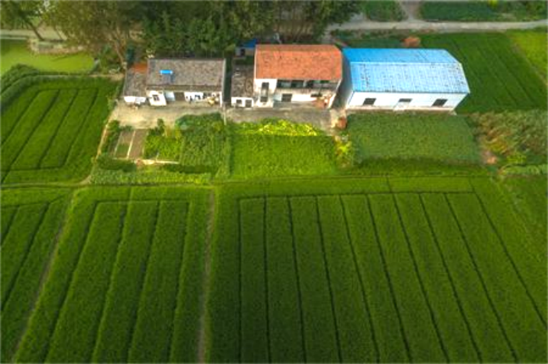严查乱占耕地建房！已经建了怎么办？今后要建怎么办？