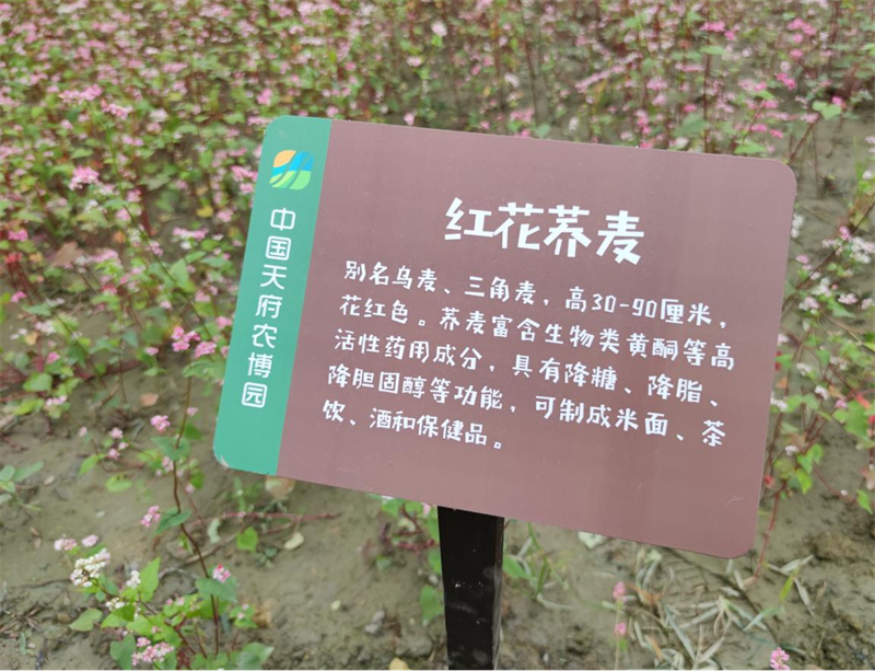 “田园农博盛宴，乡村振兴典范”|天府农博园考察笔记