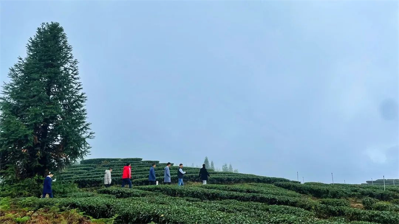 擦亮珙县文旅金字品牌 文旅专家学者把脉开方
