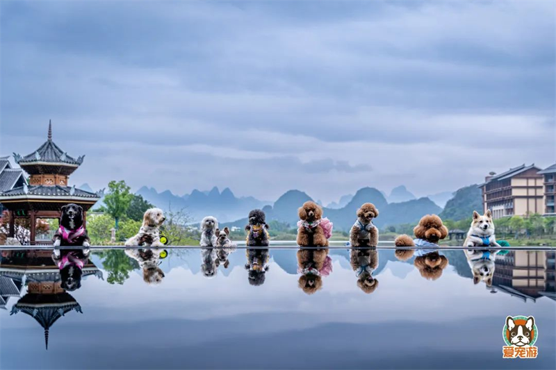 带着宠物去旅行，旅游行业如何抓住“萌宠经济”？