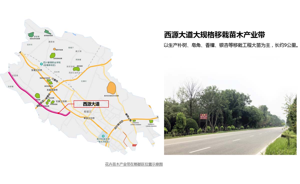 郫都区花卉苗木产业发展实施方案