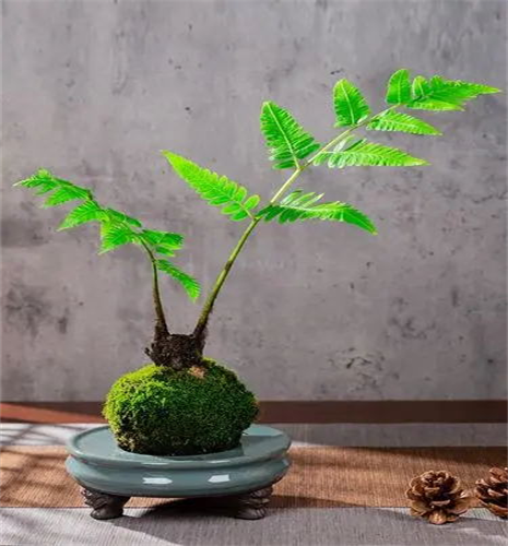蕨类植物的景观运用