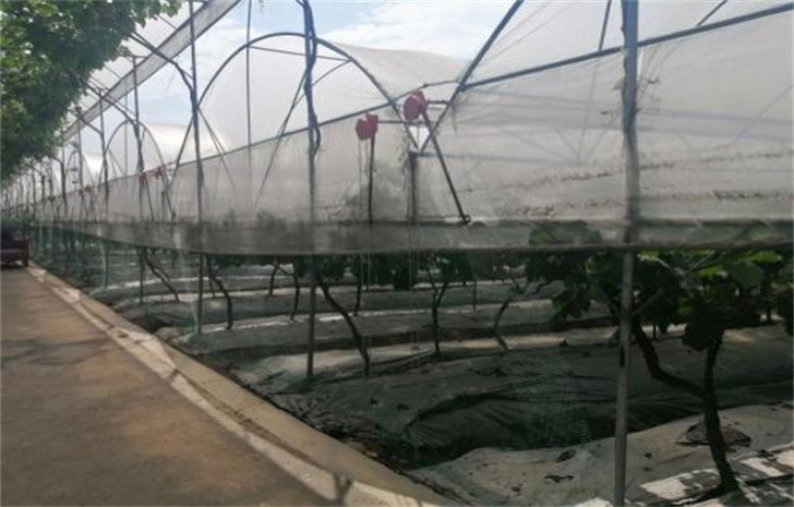 中国葡萄种植产业发展现状