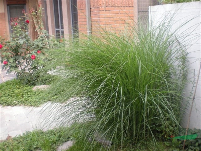 植物造景之——观赏草在景观中运用