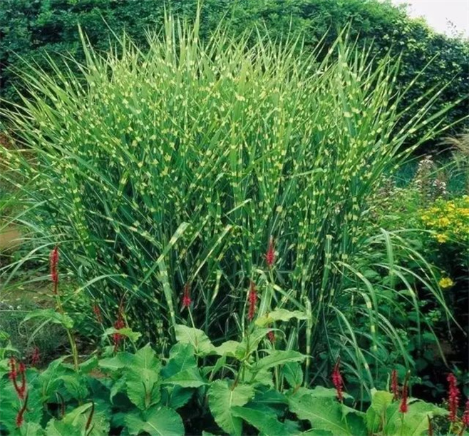 植物造景之——观赏草在景观中运用