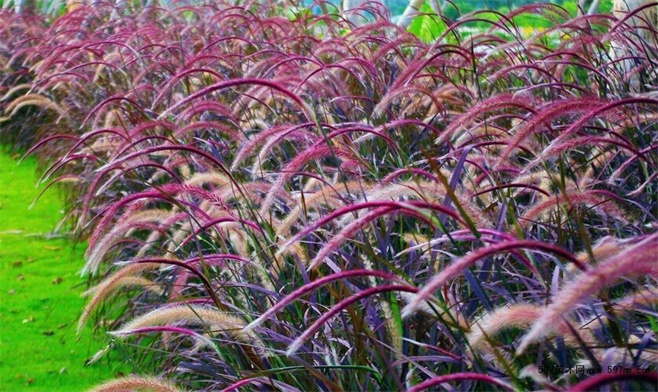 植物造景之——观赏草在景观中运用
