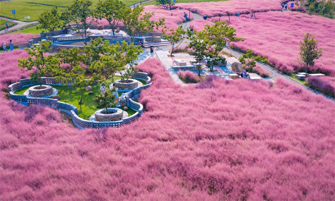 植物造景之——观赏草在景观中运用