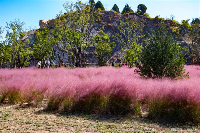 植物造景之——观赏草在景观中运用