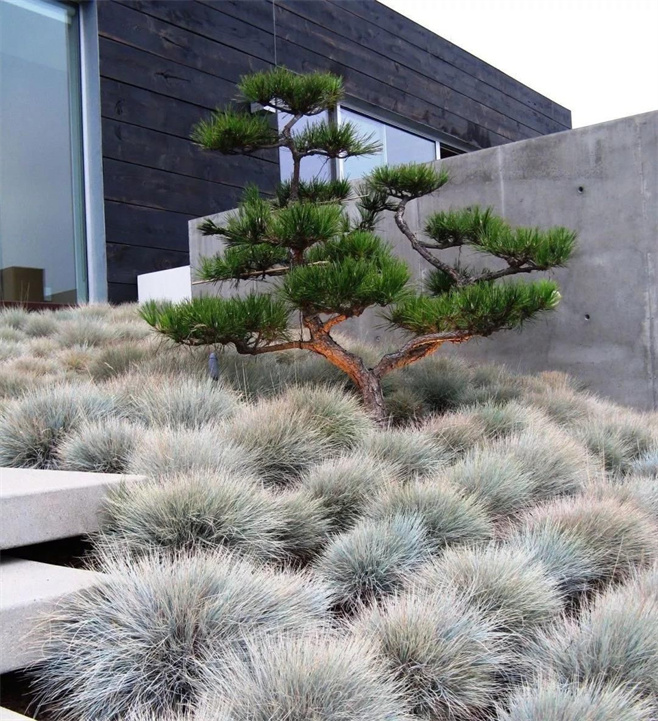 植物造景之——观赏草在景观中运用