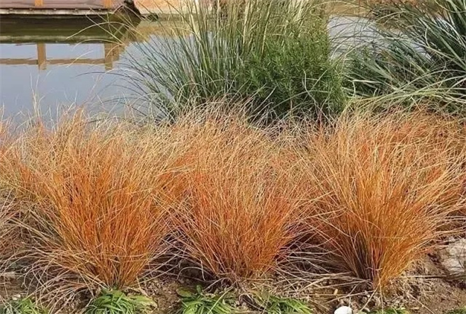 植物造景之——观赏草在景观中运用