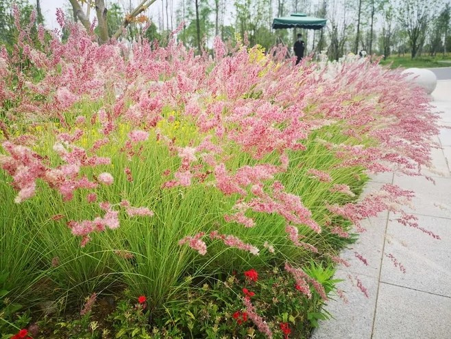植物造景之——观赏草在景观中运用