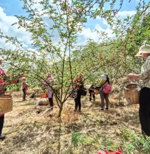 石缝开花-乡村石漠化地区生态治理案例研究