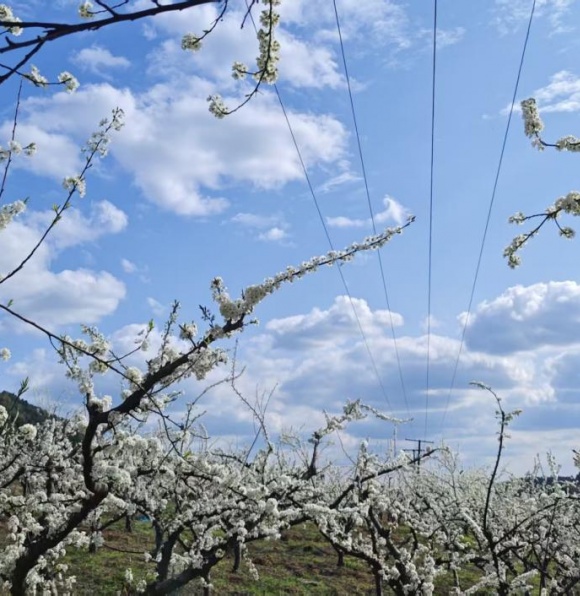 乡野即远方：微度假时代的乡村价值与规划觉醒
